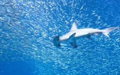 Fighting Your Fears to Beat the Competition